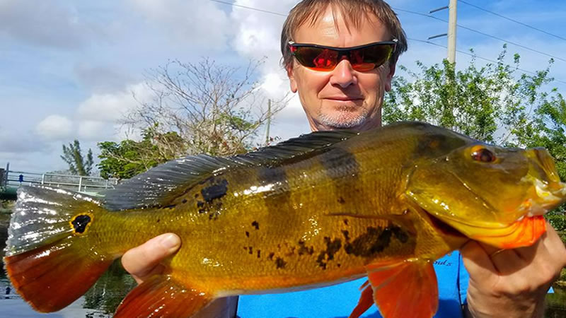 Awesome Peacock Bass Fishing