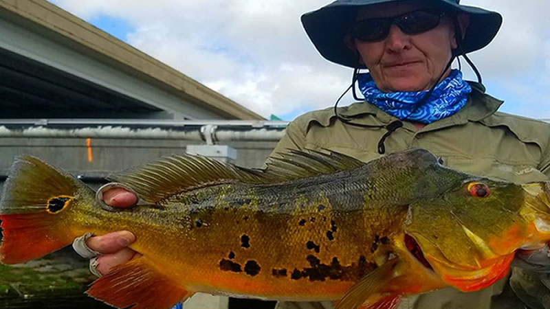 trophy peacock bass fishing