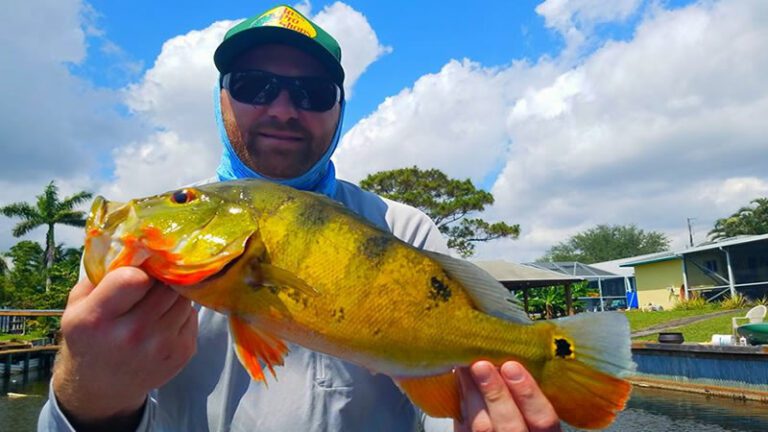 The Ultimate Guide to the Peacock Bass Spawning Season in Fl
