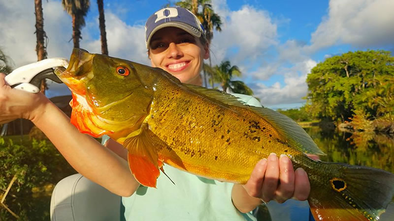 June Trophy Peacock Bass Fishing