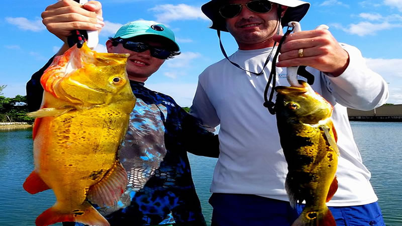 Urban Miami Peacock Bass Fishing Charters with Local Experts 3 Urban Miami Peacock Bass Fishing 2
