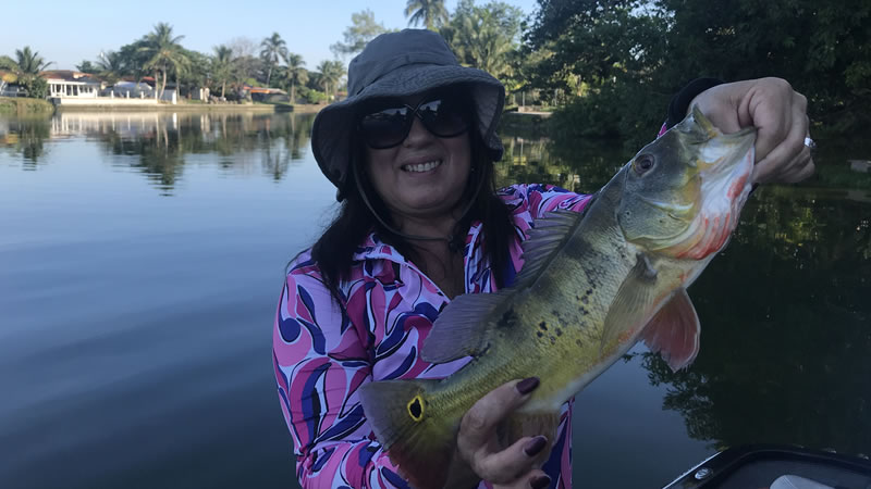 Fall Peacock Bass Fishing Charters in Miami, FL 3 Fall Peacock Bass Fishing 3