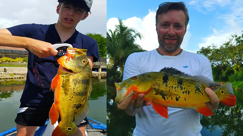 Fall Peacock Bass Fishing Charters in Miami, FL 4 Fall Peacock Bass Fishing 1