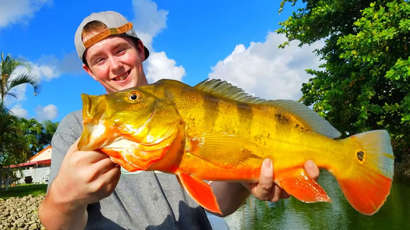 Giant Peacock Bass Fishing