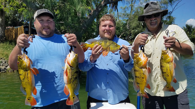 Outstanding Peacock Bass Fishing