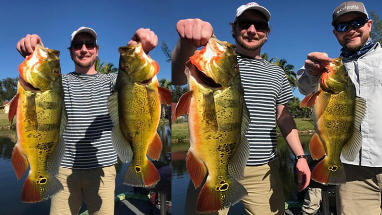 naples peacock fishing charters - 12 Best Tips to Succeed at Peacock Bass Fishing Naples FL