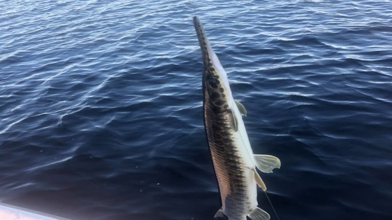 Kissimmee Big Bass Adventures while Lake Toho Fishing in Florida 3 kissimmee big bass adventures 3