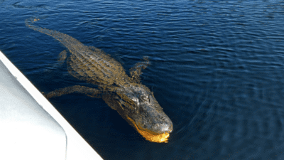 first everglades fishing charter 3