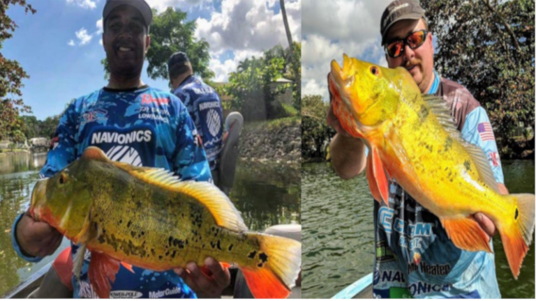Navionics Peacock Bass Fishing Charter in Miami, FL 21 navionics peacock bass fishing