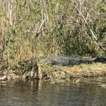 Alligator Alley 41 thumbnail