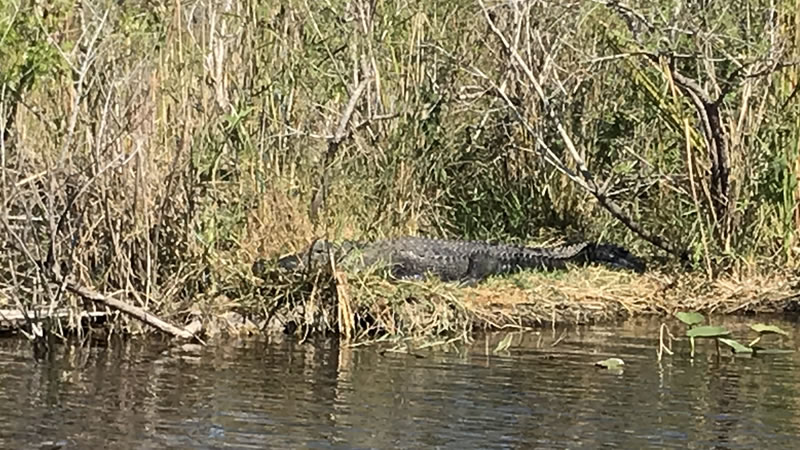 Alligator Alley 41 photo