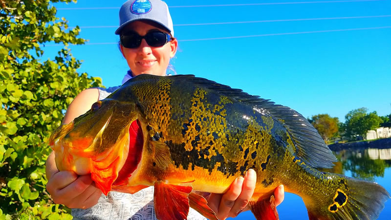 A natural habitat illustrating conservation efforts during peacock bass spawning season.