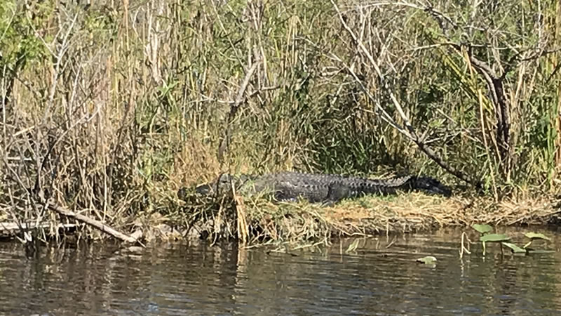 Everglades Bass Fishing Report 6