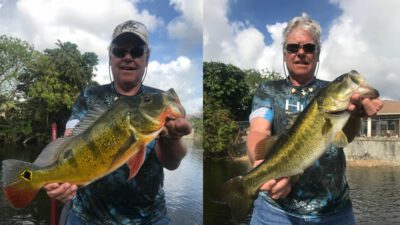 Naples Friendly Peacock Bass 1