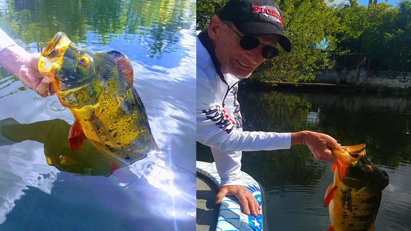 Peacock Bass Spawn Fishing 2