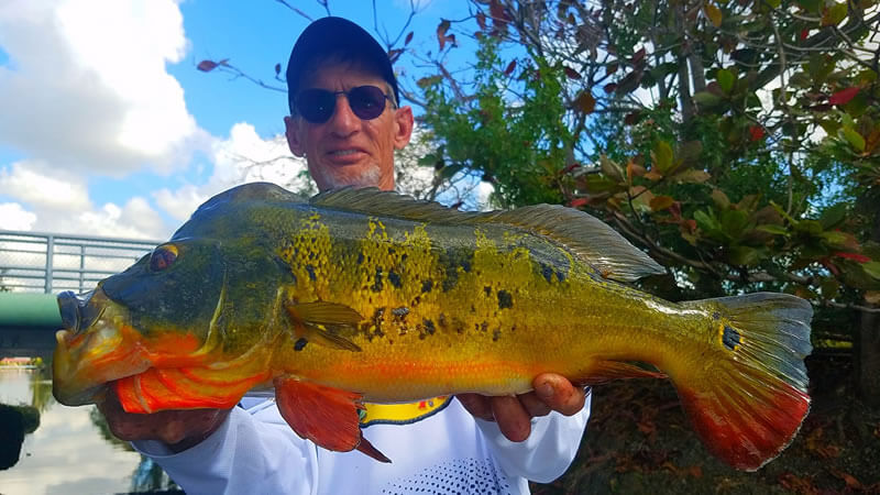 Peacock Bass Spawn Fishing