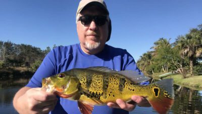 Southwest FL Bass Fishing Charters for Exotic Peacock Bass 3 Southwest FL Bass Fishing 3