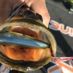 Holiday Park Everglades thumbnail