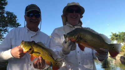 Giant Spring Peacock Bass 3