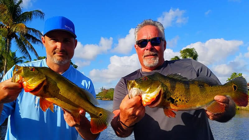 Miami Peacock Fish Report