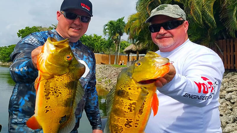 Warming Trend Peacock Fishing