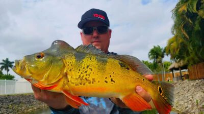 Warming Trend Peacock Fishing 3