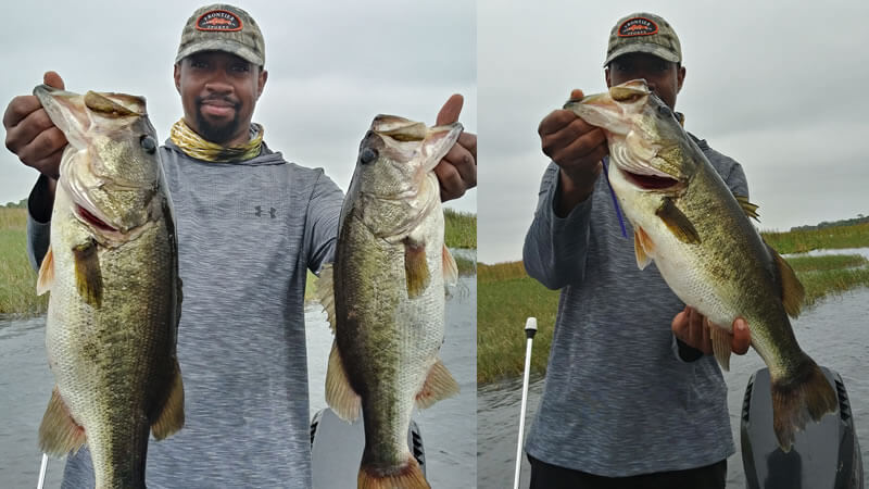 Golden Shiner Kissimmee Fishing for Florida Largemouth Bass 1 Golden Shiner Kissimmee Fishing