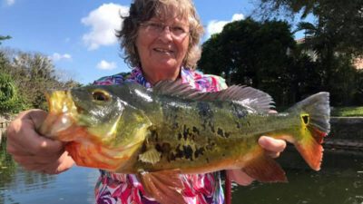 May Big Exotic Fishing Charters in South Florida for Peacock Bass 2 May Big Exotic Fishing 3