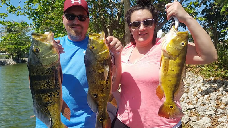 May Big Exotic Fishing Charters in South Florida for Peacock Bass 1 May Big Exotic Fishing