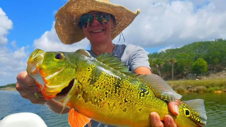 Deep South Peacock Bass - Fishing In Miramar Fl