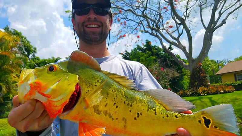 Peacock bass fishing guides Florida