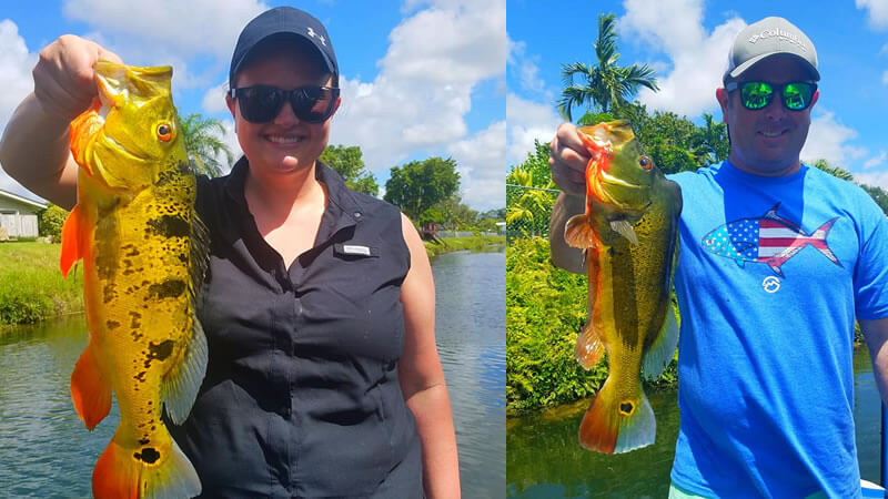 Business Peacock Bass Fishing 1