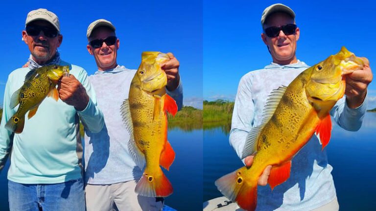 Family Vacation Exotic Fishing for Miami Peacock Bass in Florida 10 Family Vacation Exotic Fishing