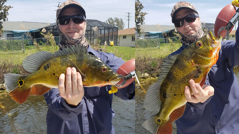 Naples Peacock Fishing Charters 3