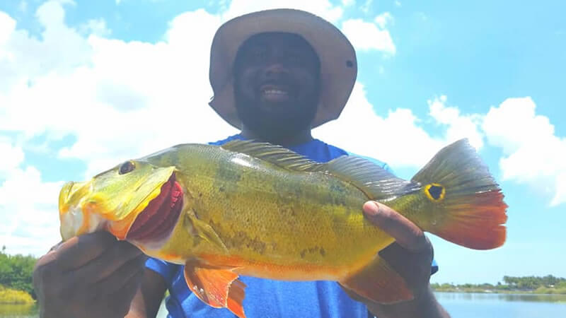 Super Hot Peacock Bass