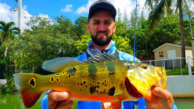 Peacock bass fishing on the Tamiami Canal in Miami