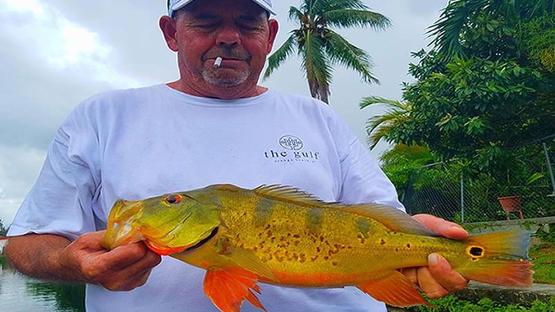 October Peacock Bass Fishing 1