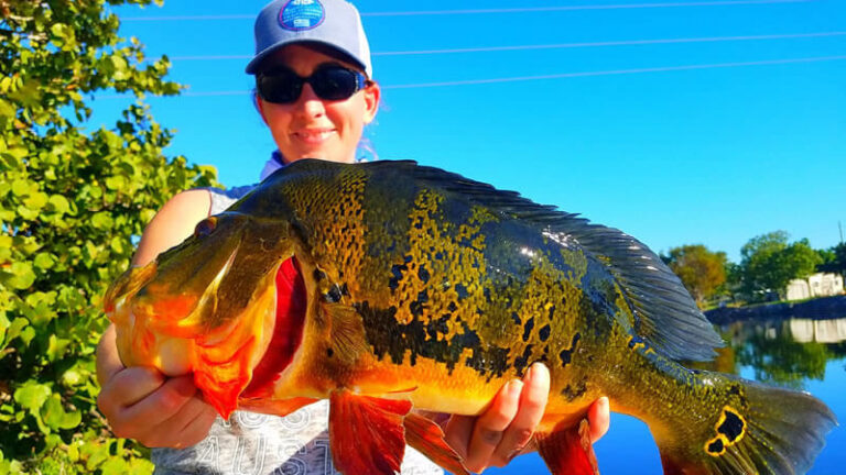 Peacock Bass Orlando Florida