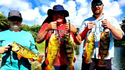 Peacock Bass Orlando Florida