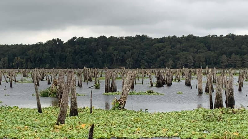 North Florida Fishing - Rodman Reservoir Stumps