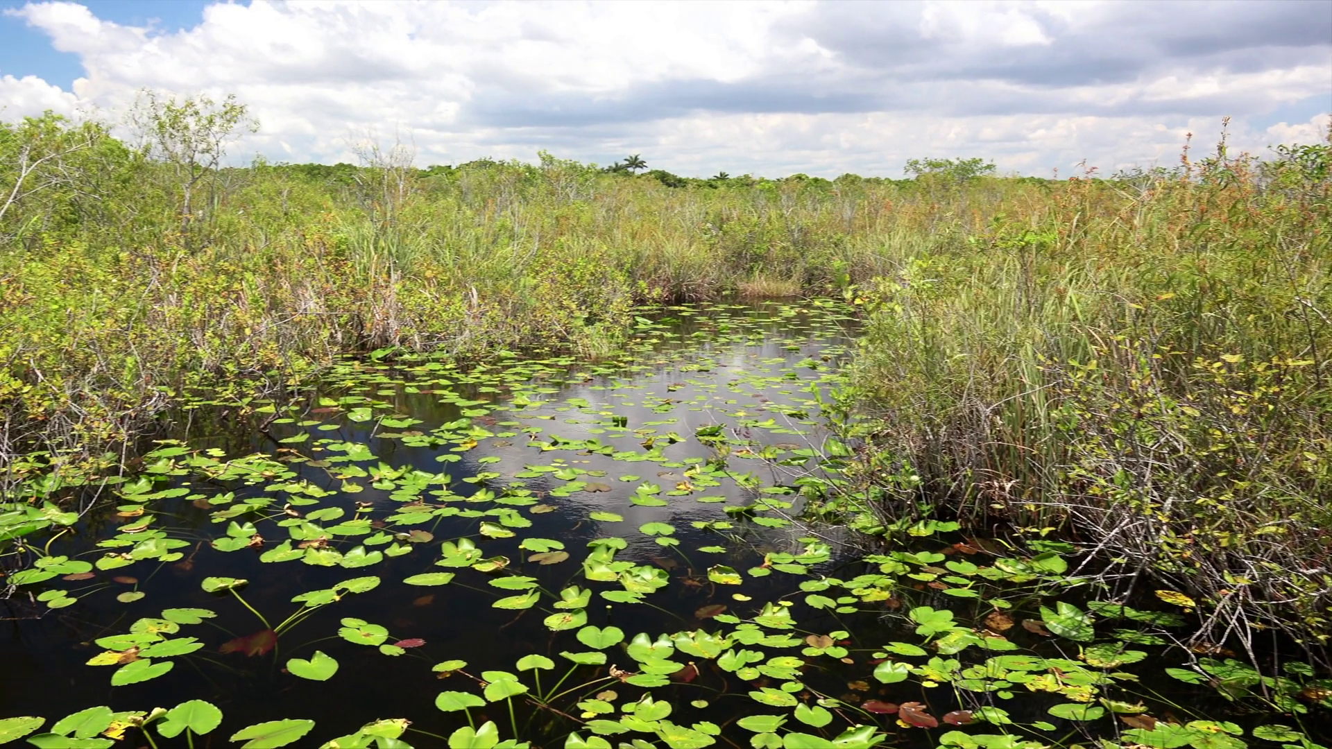 Plans for Everglades Holiday Park Eco tours