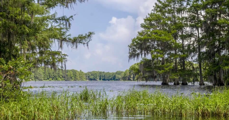 Tsala Apopka Lake photo