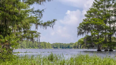 Tsala Apopka Lake