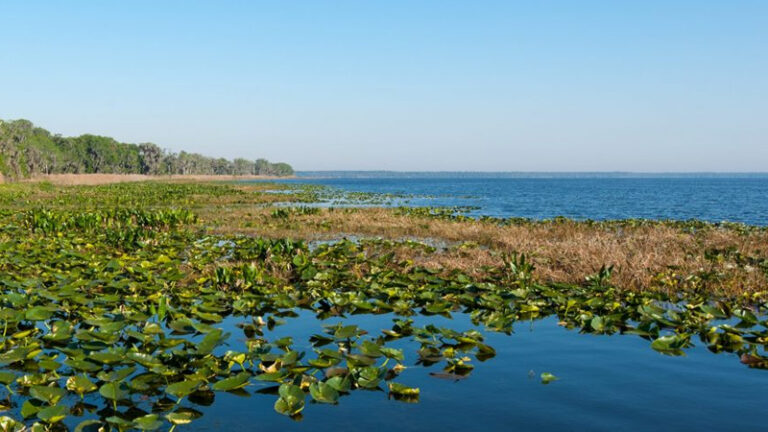 Lochloosa Lake, Gainesville Florida