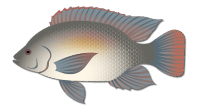 Blue Tilapia