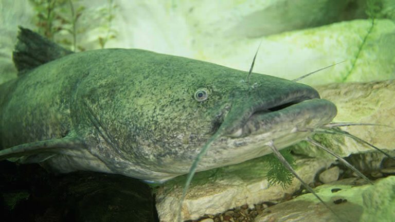 Flathead Catfish