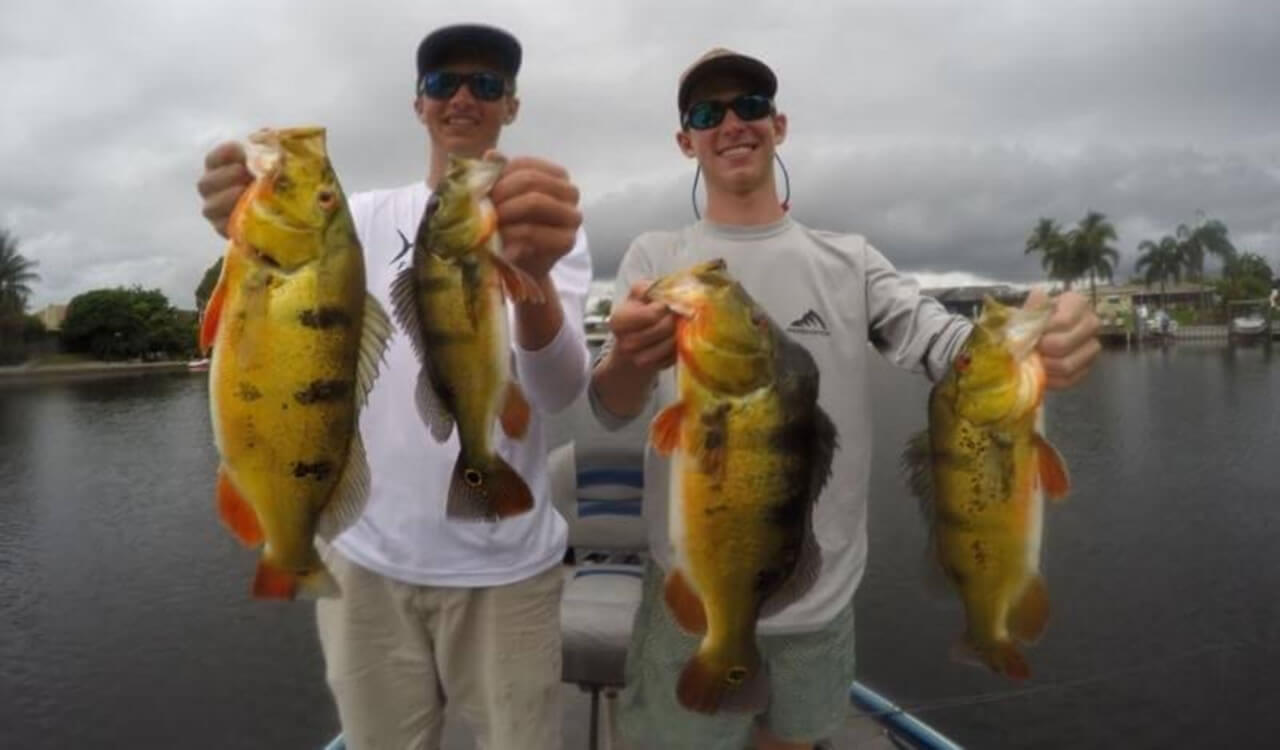 Peacock Bass Fishing in Florida: Local Travel Guide 3 Peacock bass fishing outside Miami