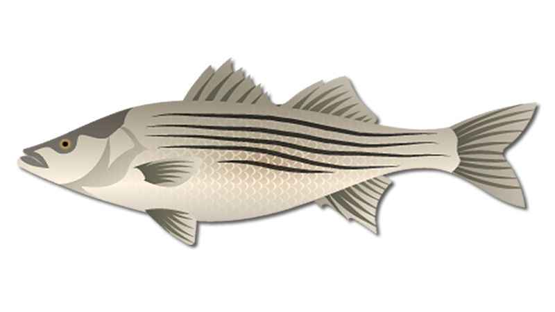 Striped Bass