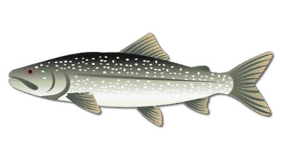 Lake Trout