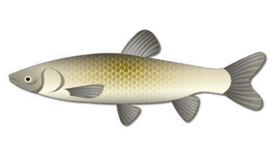 Grass Carp Fish